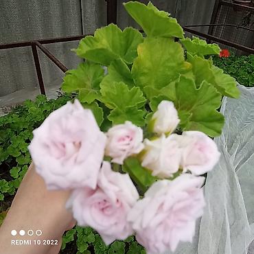 Герани и пеларгонии: Пеларгонии (герань зональная) — сортовые кустики в горшочках — 28