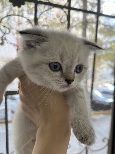 Pişiklər: Şotland, Erkək, Dişi, Ünvandan götürmə -da lalafo.az — 5 Pişiklər: Şotland, Erkək, Dişi, Ünvandan götürmə — 5