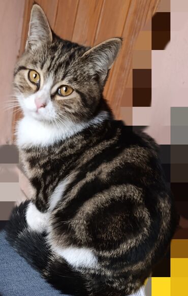 котята сибирской кошки: Породистый котёнок с ярким классическим табби-окрасом (мраморный