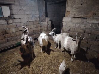 Keçi, çəpiş: Məhsul: Qoyun-keçi təsərrüfatı üçün keçilər Təsvir: - Şəkillərdə uzun — 9