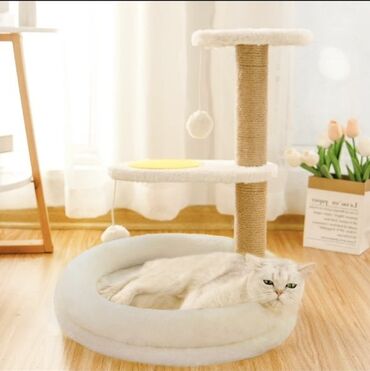 абиссинская кошка: цена: Набор для кошки 📣 Когтеточка, лежанка, игрушка + 🎁 в подарок небольшие