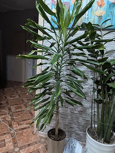 драценна: 🌿Драцена душистая Продаем в хорошие руки, ухаживали бережно. 3 года — 1