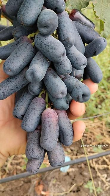 Tinglər: Meyvə və dekorativ ağac tingləri Təsvir: - Tərtər rayonu ərazisində — 8