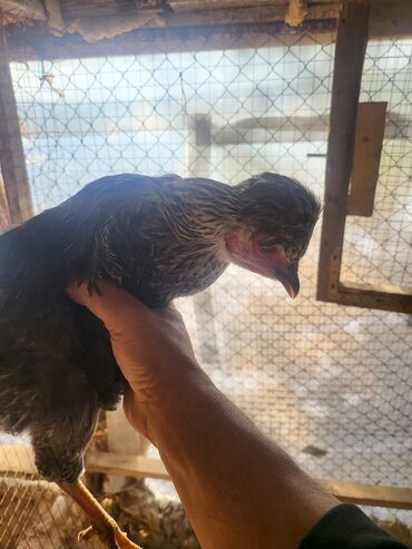 Digər quşlar: Kəkilli kənd fərələri 4 aylıq 10 ədəd 19 manatadi fərələr 12 manat — 12