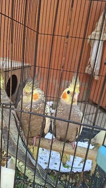 korella qus: Nimfa (Cockatiel) tutuquşu - Növ: Nimfa (Nymphicus hollandicus) – — 10