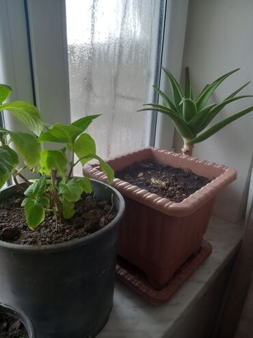 Otaq bitkiləri: İç məkan üçün canlı dekorativ güllər və sukulentlər - Amaryllis — 3