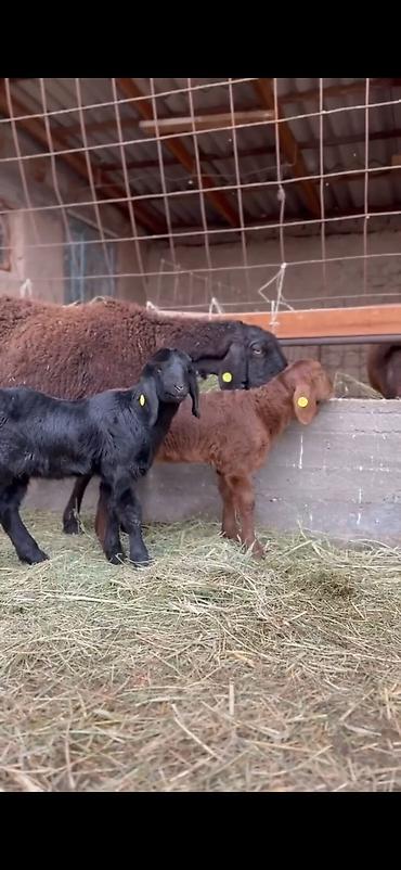 Qoyunlar, qoçlar: Qoyun və quzu dəsti - Ana qoyun: yerli ətlik-tip (qara başlı — 12