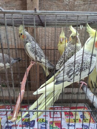 qaşqaldaq quşu: Korella erkey disi hazir cut var Təcili satilir balada var
