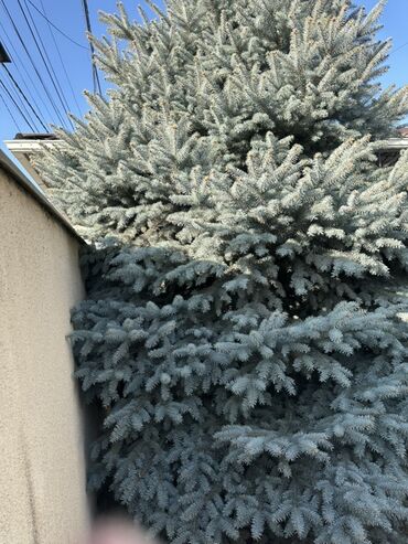 Декоративные деревья: Голубая ель (Picea pungens ‘Glauca’), крупномер. - Вид: колючая ель — 4