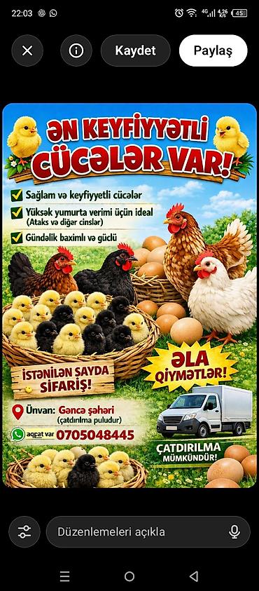 cuce adi: Toyuq cücələri, Damazlıq — 1