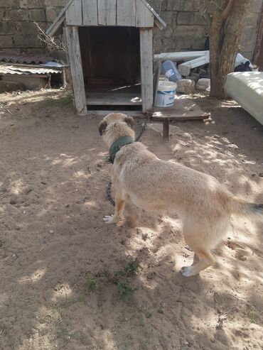 İtlər: KÖÇÜRÜK DEYƏ ÖZ İTLƏRİMDİ ETİBARLİ ƏLLƏRƏ VERİLİR SİYƏZƏNDƏN — 12