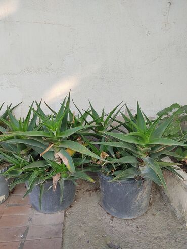 Aloe: Aloe satılır ikisini alana 35 AZN birini alana 20 AZN