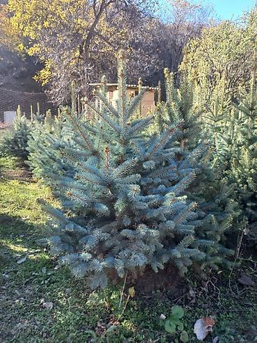короткий низкий: Ель голубая (Picea pungens, Blue Spruce) из питомника. Продаётся от — 2