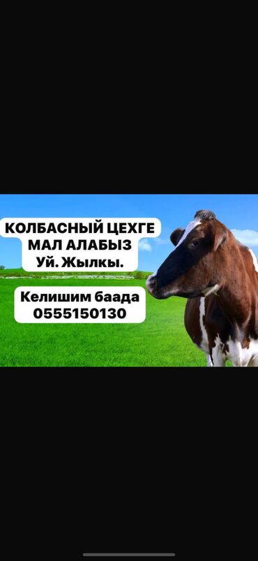 Другие животные: Куплю куплю скот