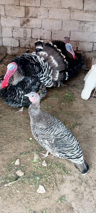 Hinduşka: Təcili satılır kanada hindusqa yumurtasi — 1