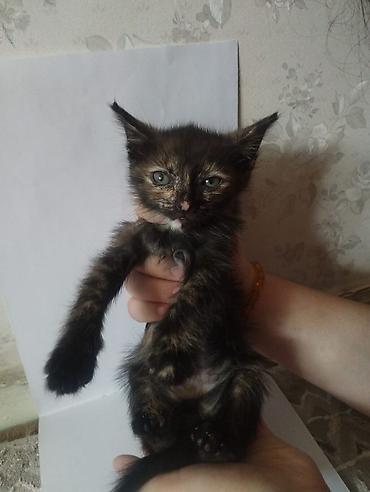 котят даром: Котята, помёт разноокрасочный: - Черный короткошёрстный котёнок с — 2