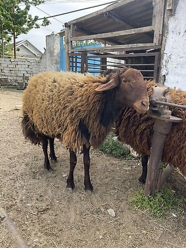 qoyun qiymetleri: Erkək, Qala, il: 1, 120 kq, Damazlıq, Ünvandan götürmə — 1