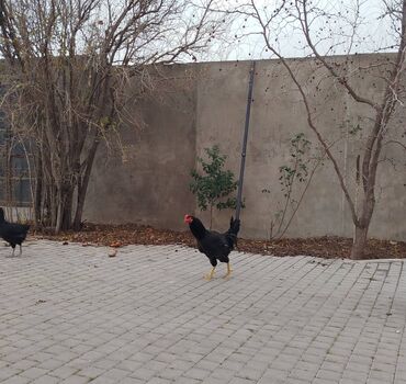 Xoruzlar: Xoruzlar her növde var qiymetler 15,17,20,25, ve 70azn çatdirilmada — 10