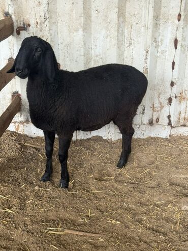 Бараны, овцы: Продаю | Овца (самка) | Для разведения — 4