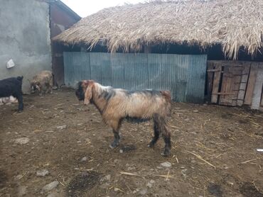 Keçi, çəpiş: Keçilər satilir — 1