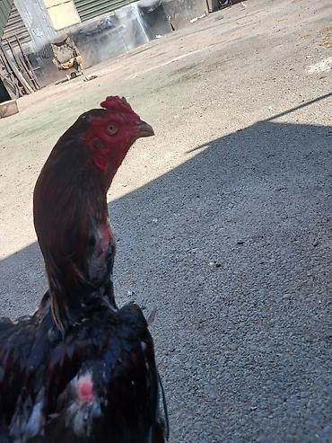 Сельхозптицы: Heyrati xoruz ve feresi ikisi bir yerde satlir tecili Xüsusiyyətlər — 2