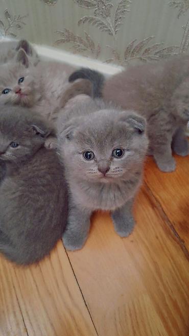 Pişiklər: Şotland — 2