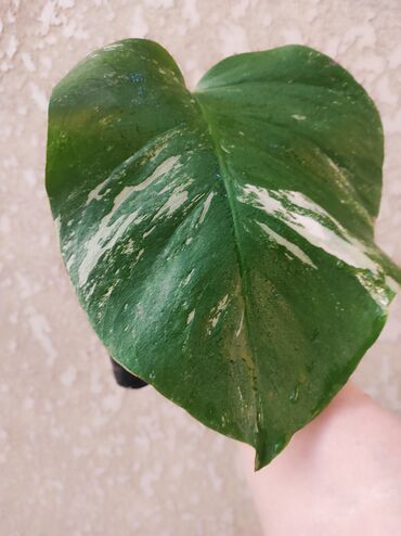 Садовые цветы и кустарники: Саженцы цветка: Флоксы — 24