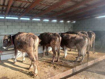 теленки или телята купить: Продаю | Тёлка | На откорм | Привязанные