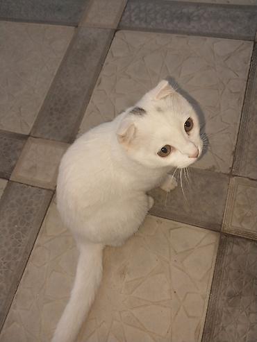 ev goyercinleri: Yaxşı əllərə — 1