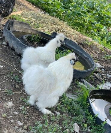 курица цена: 🐣Продаю декоративные карликовые породы кур и петухов! Отличные