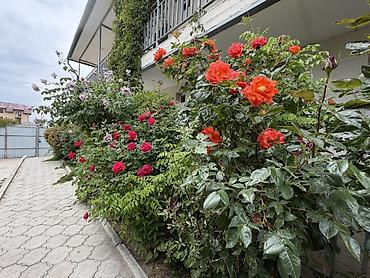 Ысык-Көлдө конок үйү, Иссык-Кул, Чолпон-Ата, 5 орун — 9