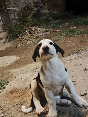 barter itle: 1 ay, Dişi