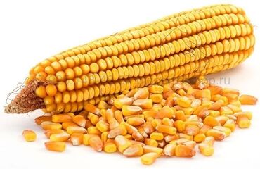 Животные - Кант: Продаю кукурузу рушеную только оптом