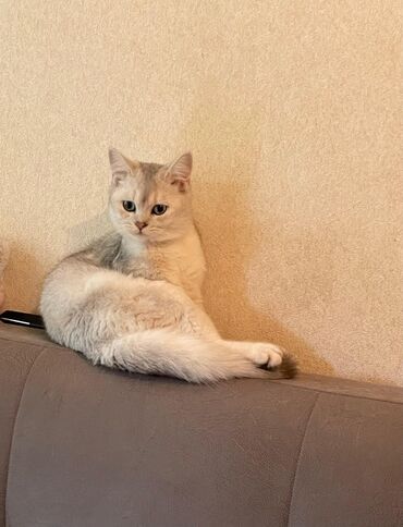 шиншилла британская: Британская, Самец, В добрые руки, Самовывоз