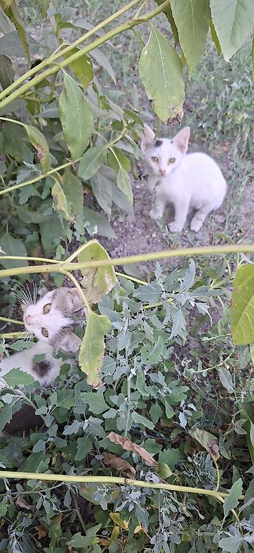 коты бишкек: Котята, белые с пятнышками серого и чёрного цвета. Короткошёрстные, с — 4
