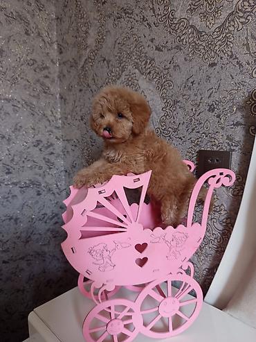 İtlər: Pudel, 2 ay, Dişi — 3
