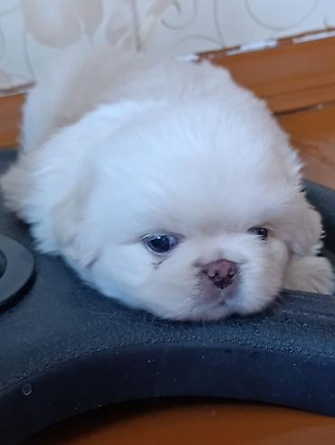İtlər: Pekines — 1