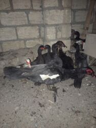 Коровы, быки: Salam Lavanda və zümrüdü lal ördəklər satılır – fərələr - Növ: Lal