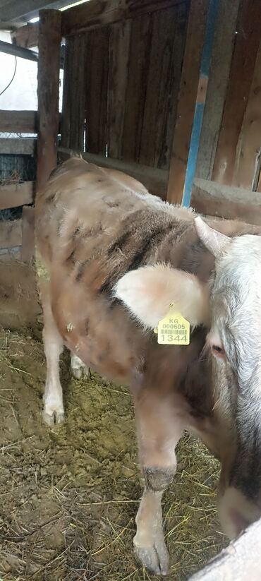 сельскохозяйственные животные продажа: Сатам | Бука (эркек) | Бордоп семиртүү үчүн
