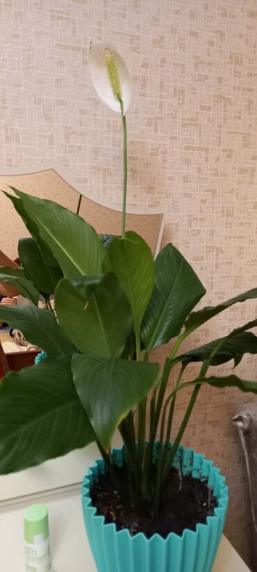 Otaq bitkiləri: 6-30 aznə kimi qiymətlər mövcuddur — 11