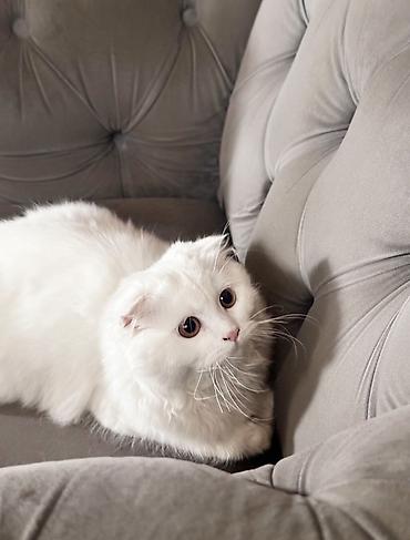 кошка в оше: Скотиш Фолд (Шотландская вислоухая), 8 месяцев, Девочка, Белый, Приучена к лотку — 2