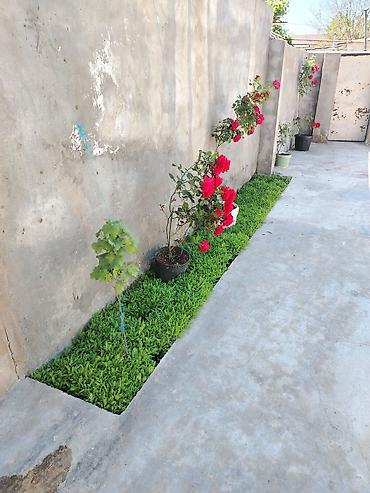 Mağaza səbətləri: Əmircanda 2 mərtəbəli ev satılır. - Sənəd: kupça mövcuddur. - Məkan — 6