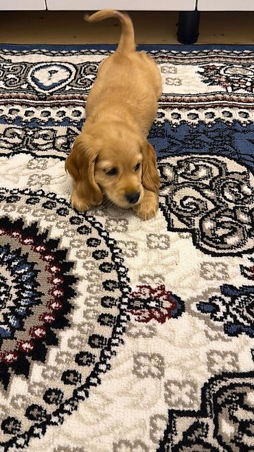 adamcıl it: Labrador-retriver, 2 ay, Erkək — 2