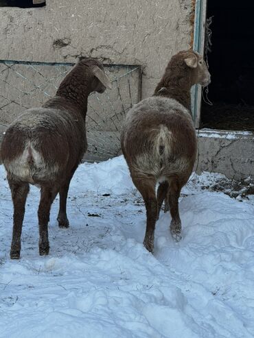 Бараны, овцы: Продаю | Овца (самка), Баран (самец) | Арашан — 2