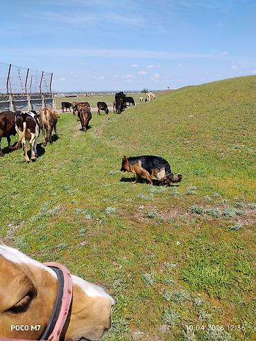 Продажа собак: Немецкая овчарка, 9 месяцев, Самка, С прививкой at lalafo.kg — 6 Продажа собак: Немецкая овчарка, 9 месяцев, Самка, С прививкой — 6