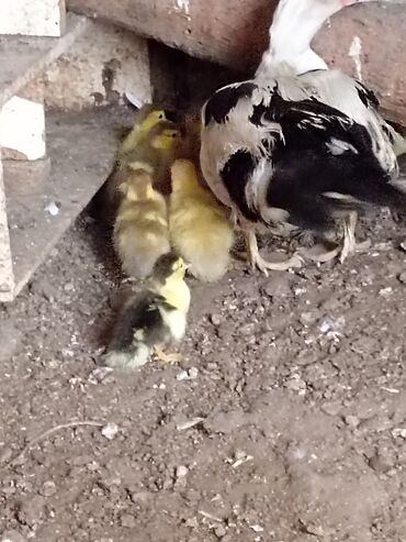 yuxuda ördək balaları görmək: Lal ördey balalar la birge krasnadar. Prastoy balalar da var