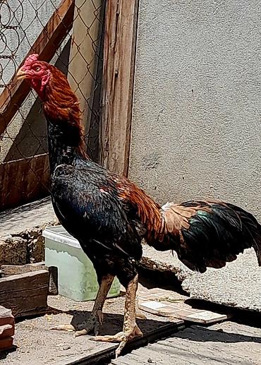 tutuquşu satışı: Heyratı xoruz satılır. Cinsi brazil, 1 yaş 6 aylıqdır. Bala almışam — 2