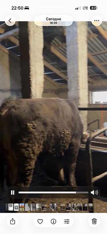 Коровы, быки: Продаю | Бык (самец) | Для разведения — 2