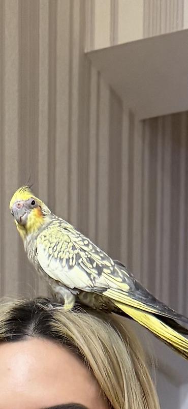 Зоотовары: Nimfa (Cockatiel) cütü və qəfəs dəsti Məhsulun təsviri: - İki ədəd — 6