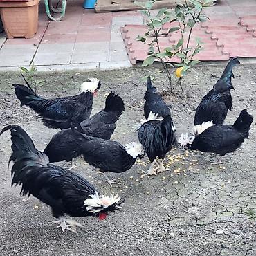 Toyuqlar: Toyuq, Damazlıq — 8